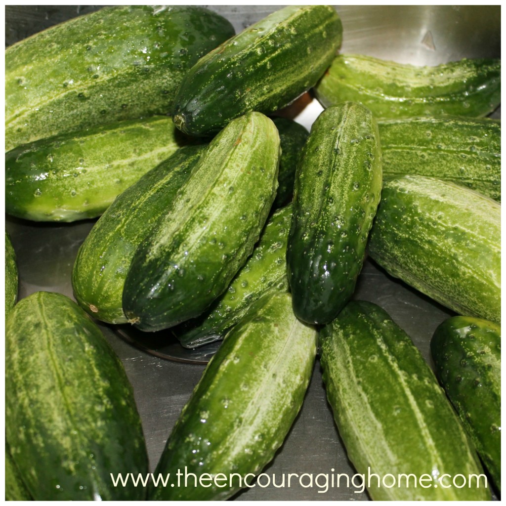 Canning Sweet Chunk Pickles: Start with Crispy Cucumber