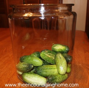 Canning Sweet Chunk Pickles: Wash and put in large glass jar
